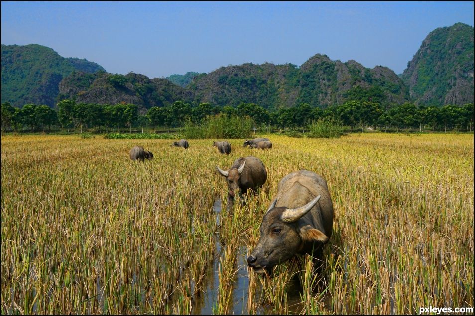 In Rice Fields