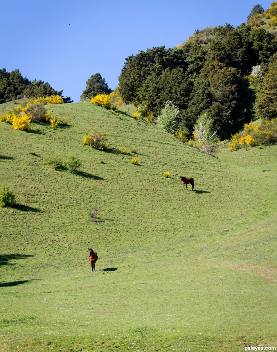 good grazing