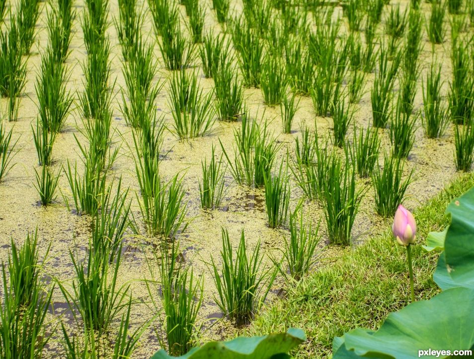 Rice paddy