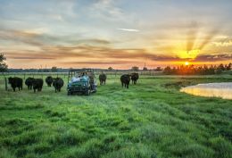 Bringing in the cows at sunset