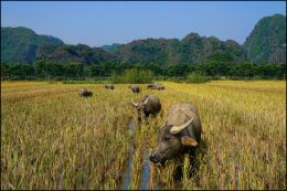 In Rice Fields