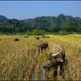 InRiceFields