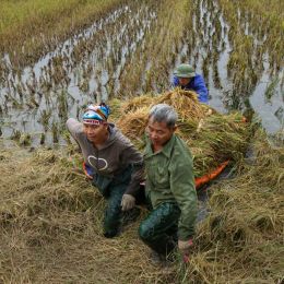 HarvestingRice