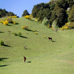 goodgrazing