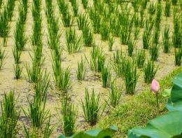 Rice paddy