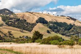 Sheep country