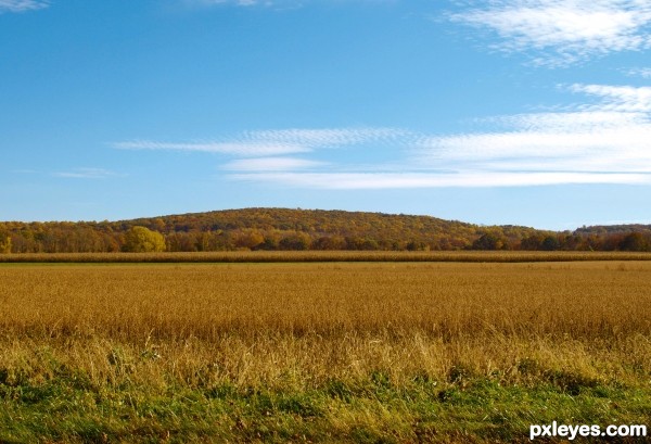 Autumn field