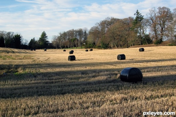 Black Bales