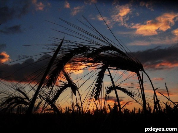 Corn field. photoshop picture)