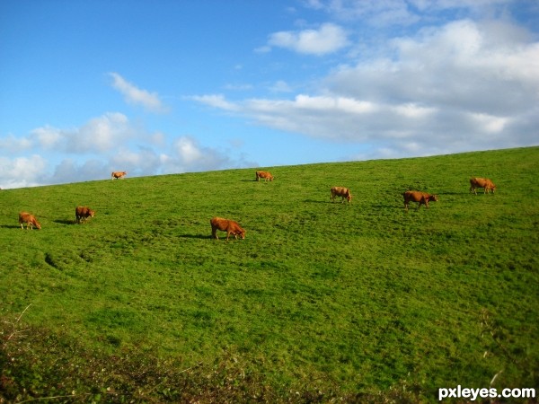Cow farm
