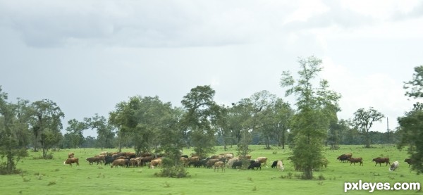 Cows Feeding 