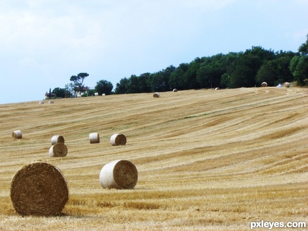 Harvest time