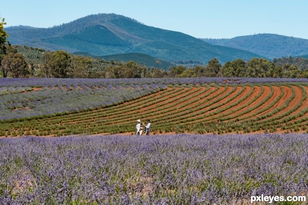 Lavender fields