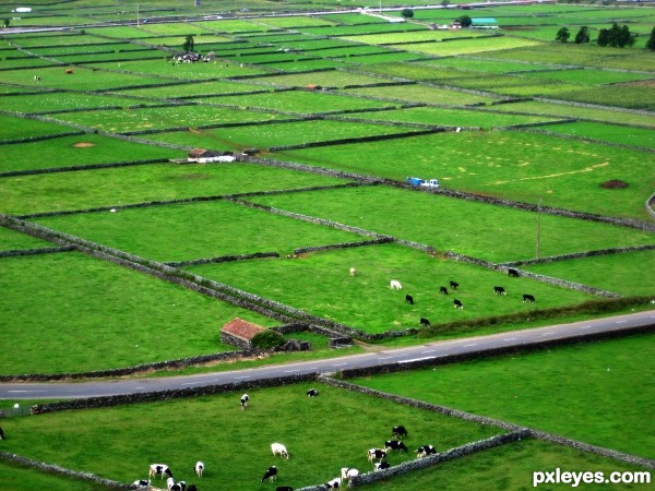 Milk cow farm