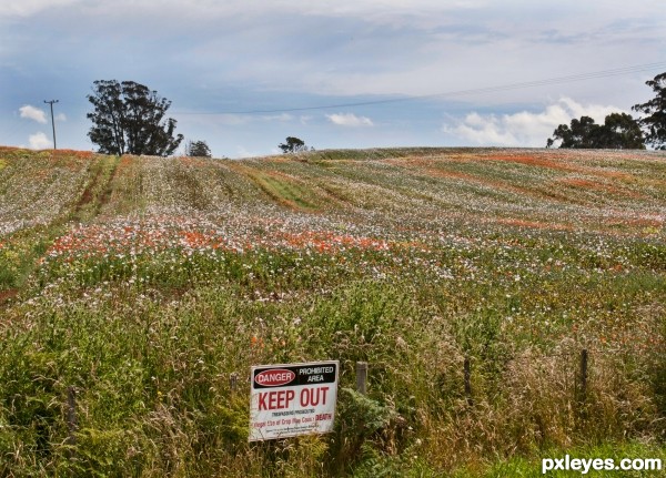 Poppy fields