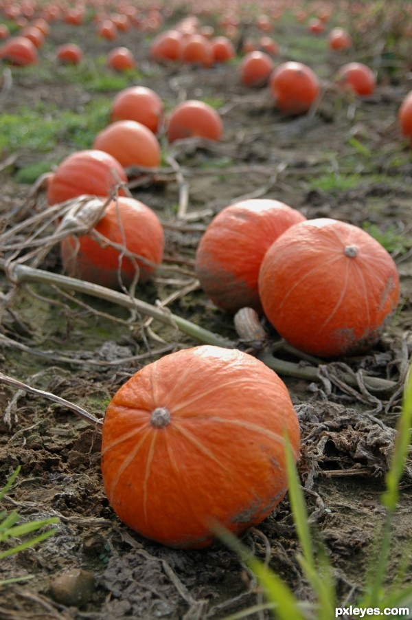 Pumpkin field