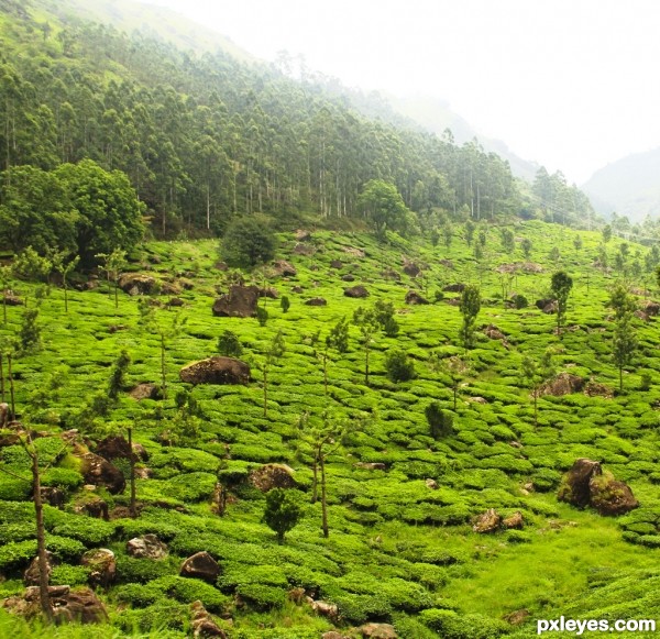 Tea estate