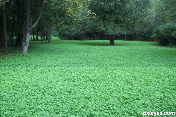 The First Clover of Spring