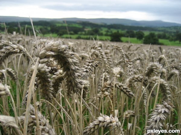 Wheat