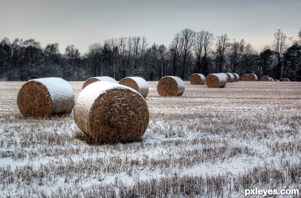Winter Bales photoshop picture)