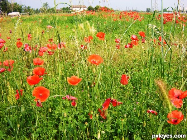 poppies win