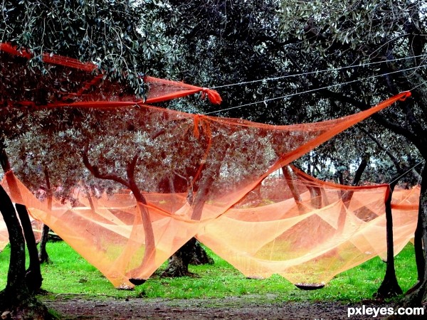 the olive harvest