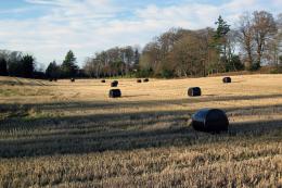 BlackBales