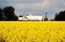 Canola