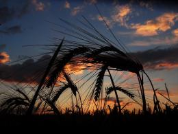 Corn field.