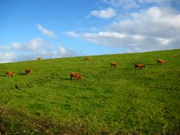 Cow farm