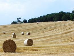 Harvest time