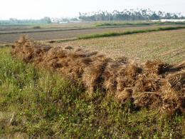 Haystacks