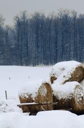 January Farmland