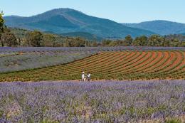 Lavender fields