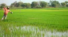 Rice crop