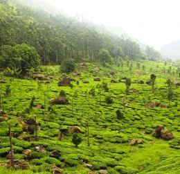 Tea estate