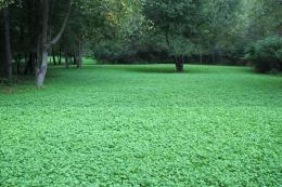 The First Clover of Spring