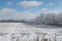 winter field