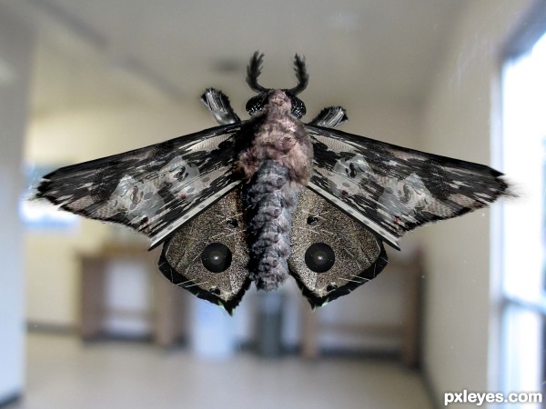 Creation of Moth on Office Window: Final Result