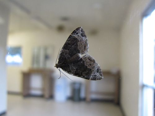 Creation of Moth on Office Window: Step 1
