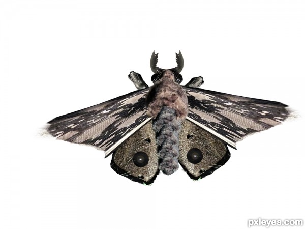 Creation of Moth on Office Window: Step 3