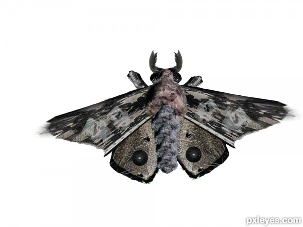 Creation of Moth on Office Window: Step 4