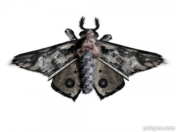 Creation of Moth on Office Window: Step 5