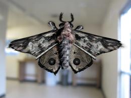 Moth on Office Window