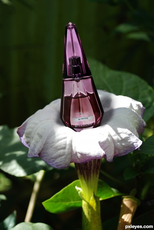 purple perfume flower