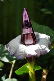 purple perfume flower