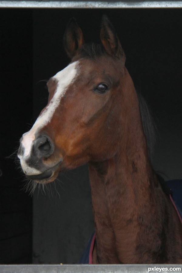  	     There is something about the outside of a horse that is good for the inside of a man.