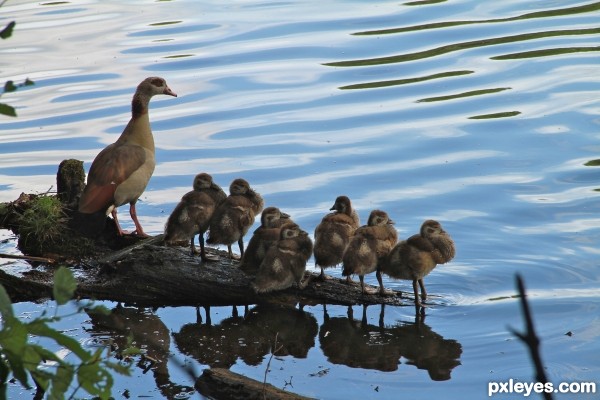 Parenting is not only caring, but to coach and mentor the buds to face the odds with dignity