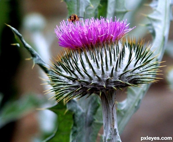 Thistle