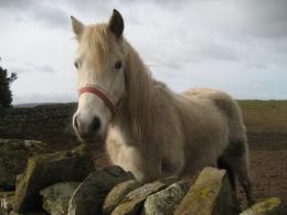 Ahorseahorse